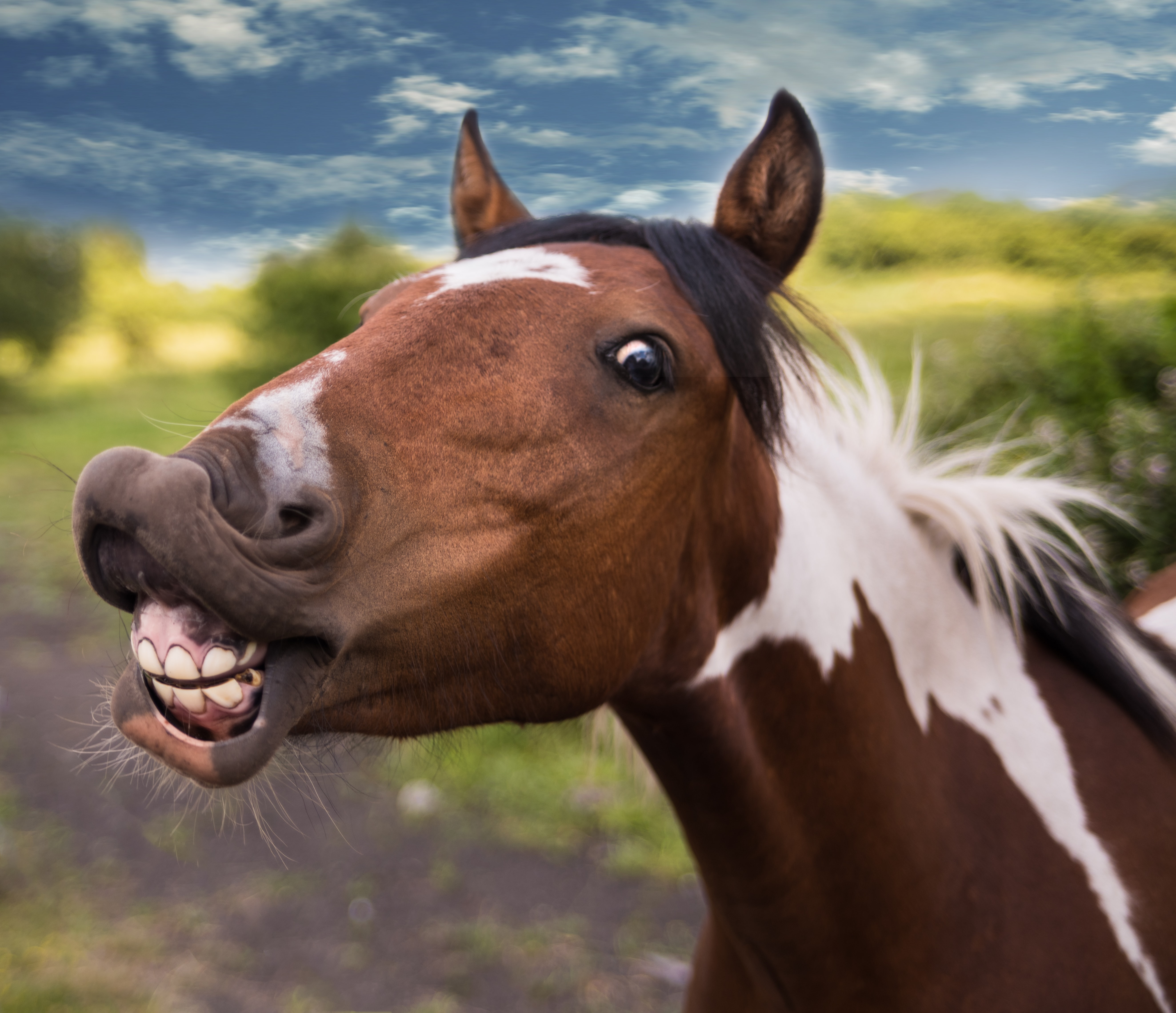 IDIOMS with Chiara - STRAIGHT FROM THE HORSE'S MOUTH