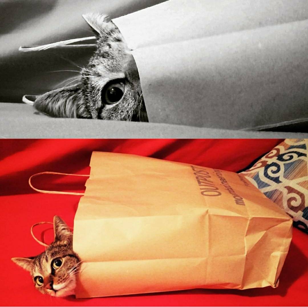 IDIOMS with Chiara - TO LET THE CAT OUT OF THE BAG